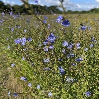 GLM 8  Deer 1 HA hjorteblanding Bright seeds 